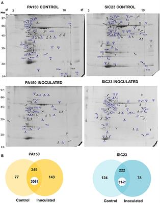 Protein Level Defense Responses of Theobroma cacao Interaction With Phytophthora palmivora